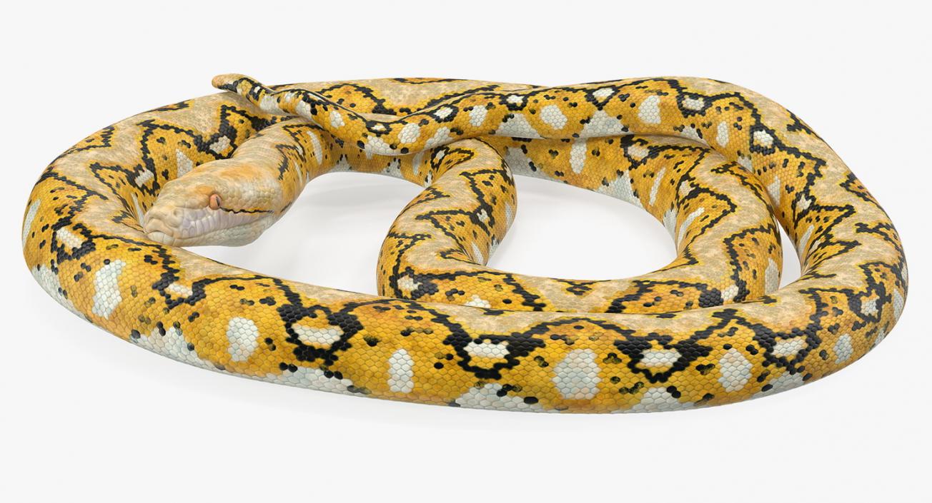 3D Yellow Python Snake Curled pose