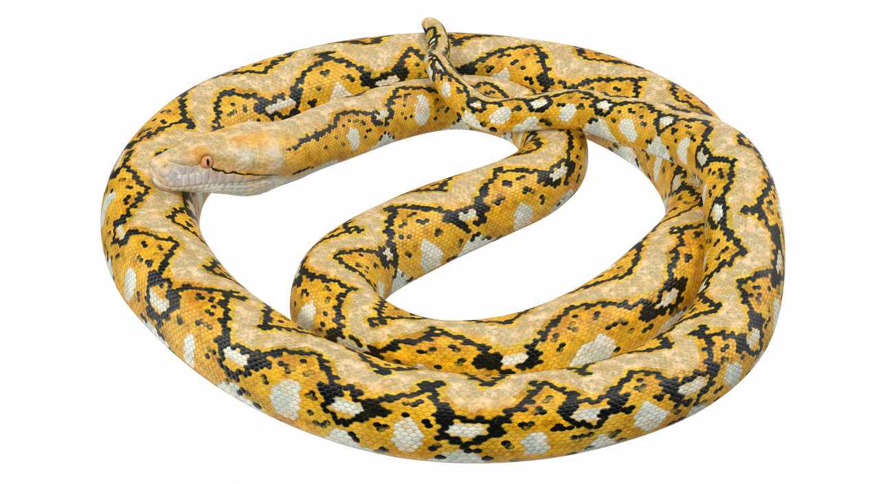 3D Yellow Python Snake Curled pose