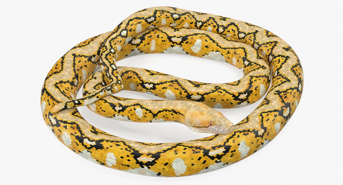 3D Yellow Python Snake Curled pose