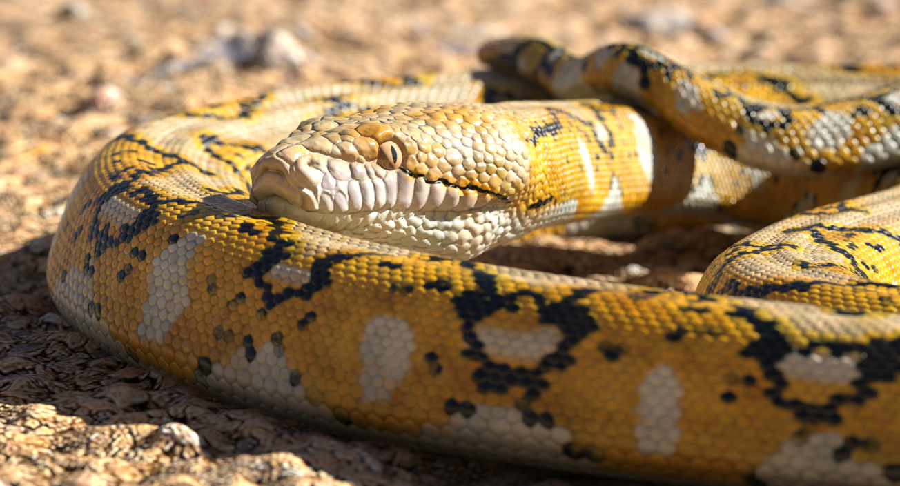 3D Yellow Python Snake Curled pose