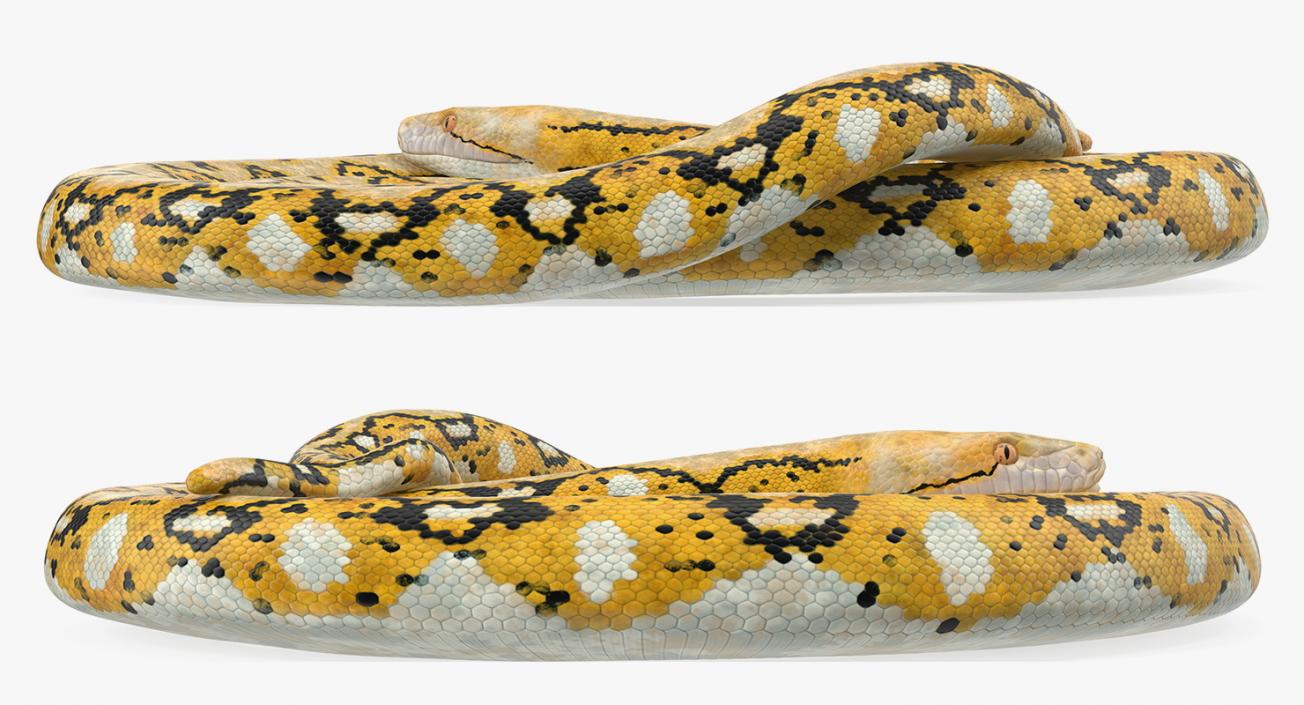 3D Yellow Python Snake Curled pose