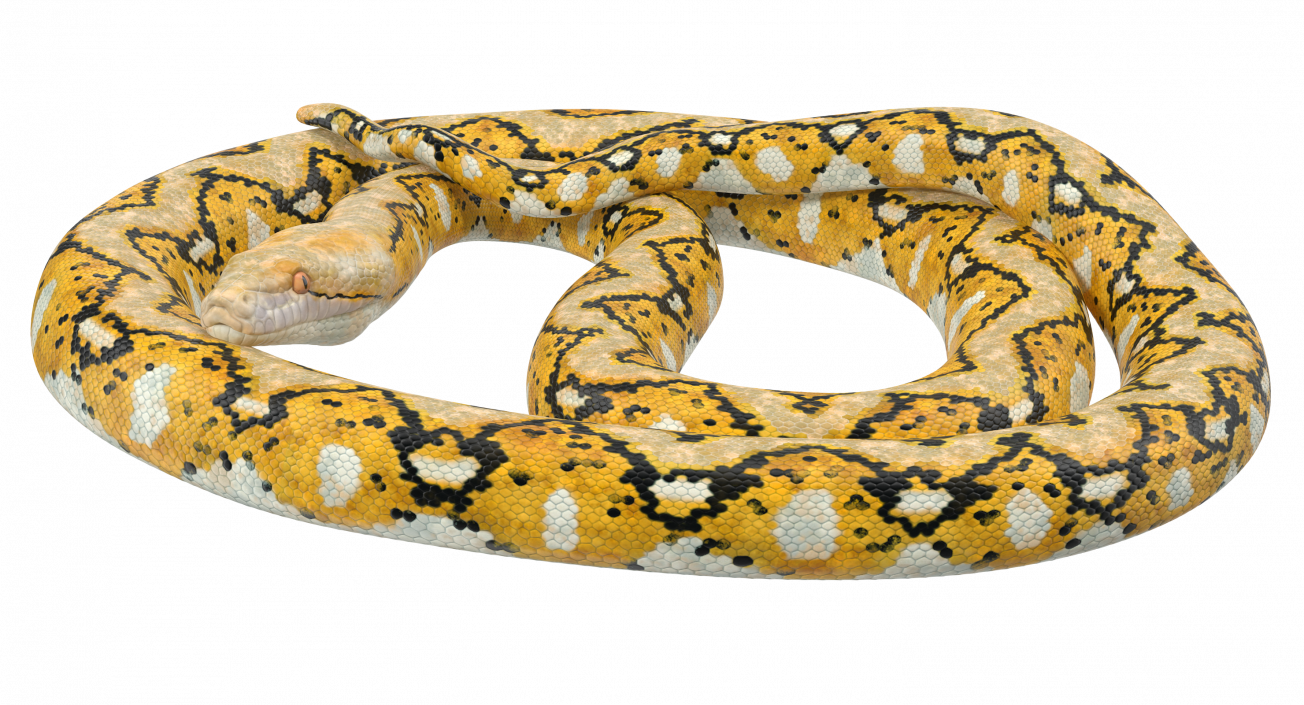 3D Yellow Python Snake Curled pose