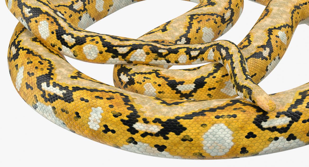 3D Yellow Python Snake Curled pose