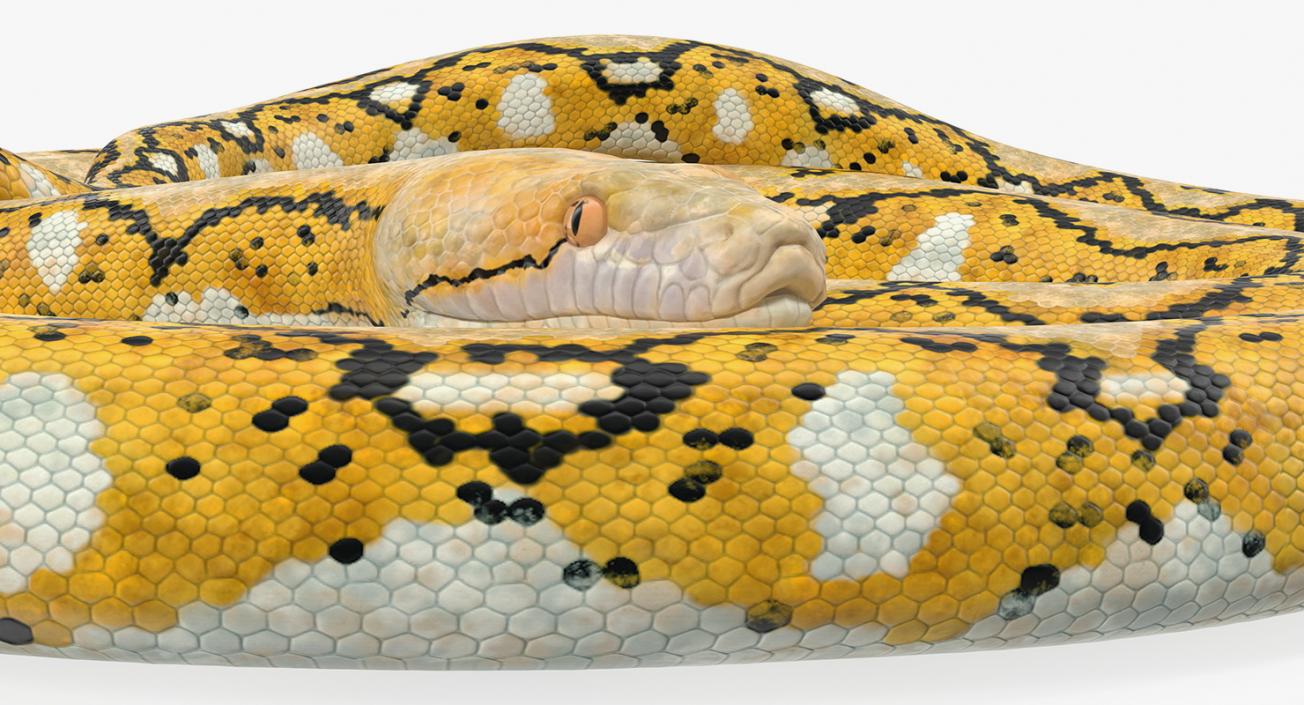 3D Yellow Python Snake Curled pose