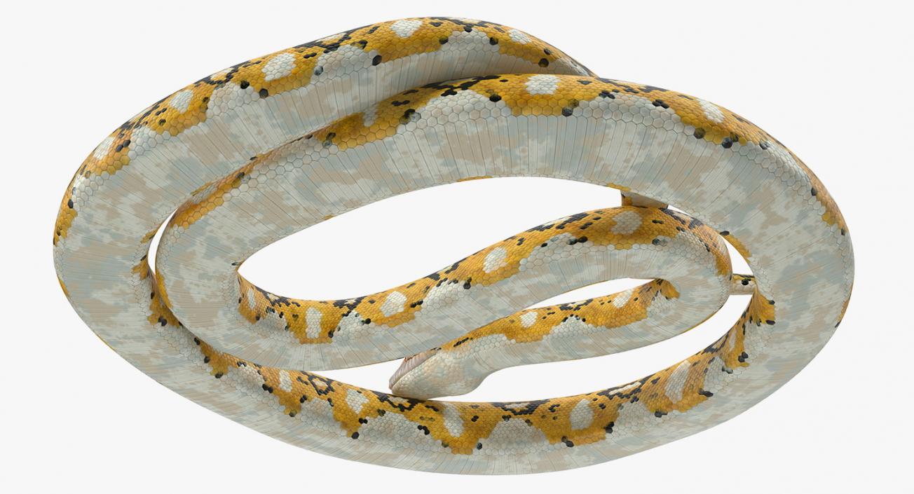 3D Yellow Python Snake Curled pose