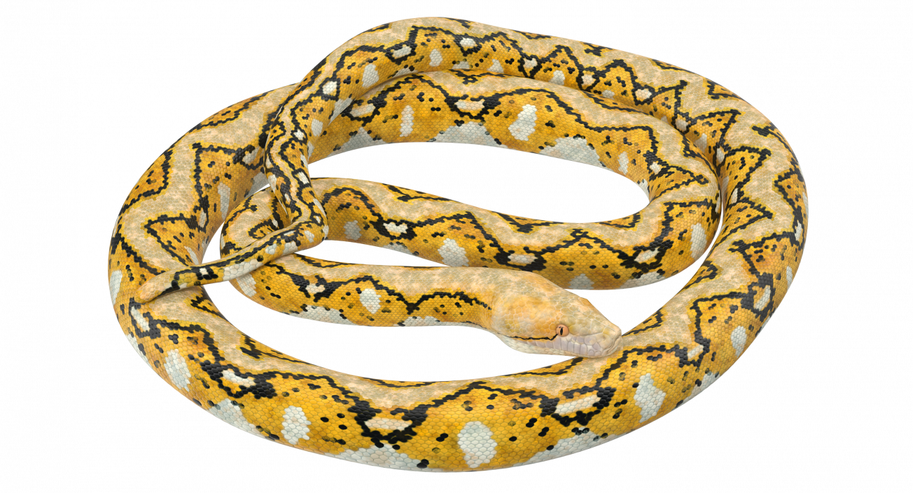 3D Yellow Python Snake Curled pose