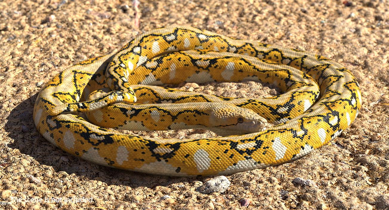 3D Yellow Python Snake Curled pose