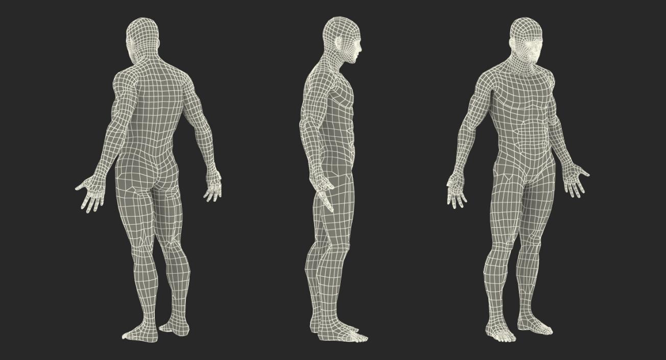 3D model Male and Female Muscular System Anatomy Collection