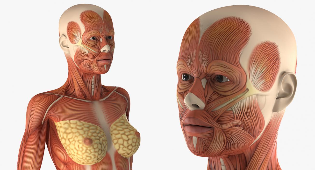 3D model Male and Female Muscular System Anatomy Collection