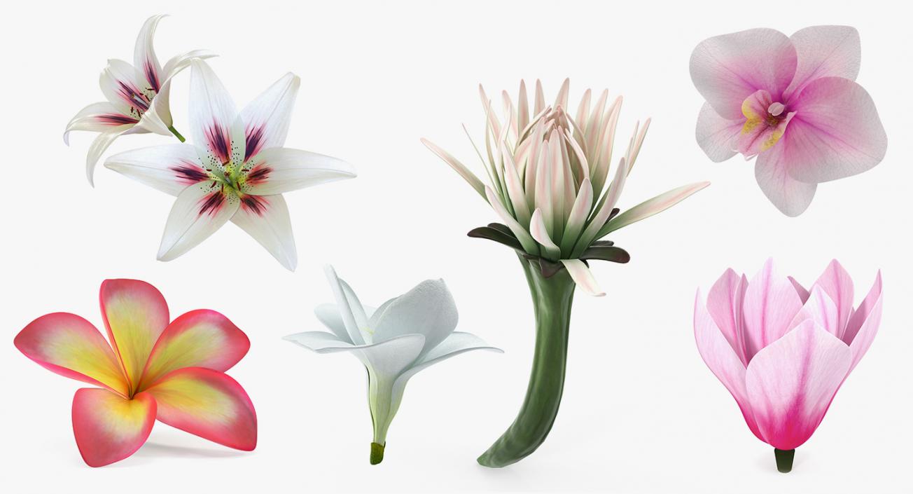 3D model Flowers Collection 9