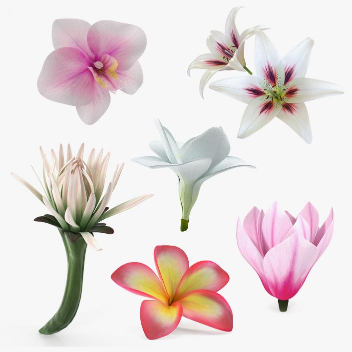 3D model Flowers Collection 9