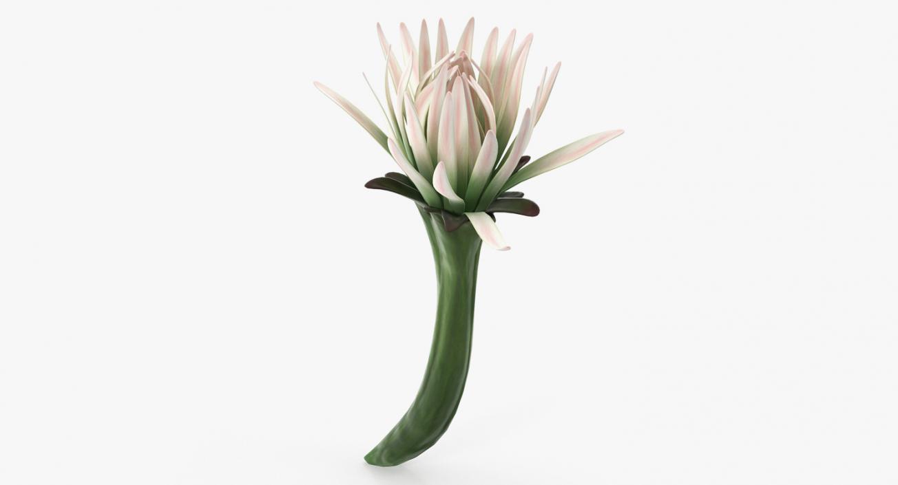 3D model Flowers Collection 9