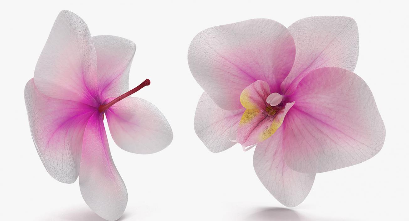 3D model Flowers Collection 9