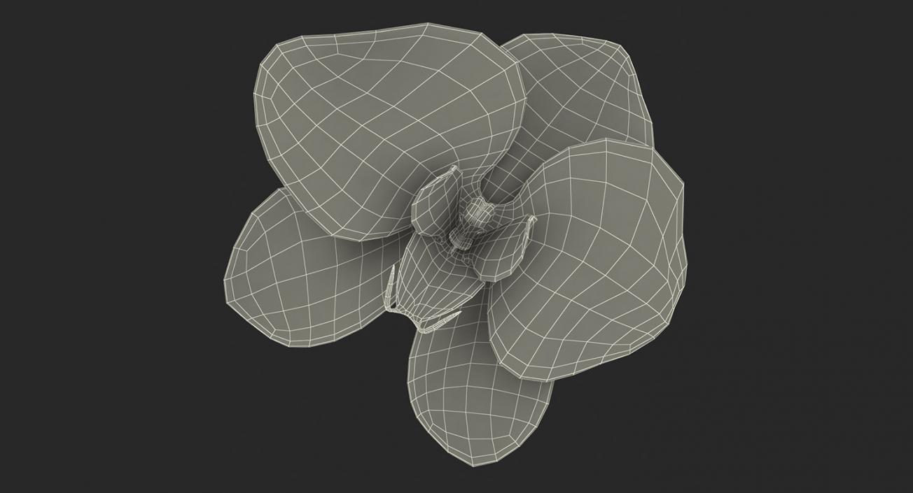 3D model Flowers Collection 9