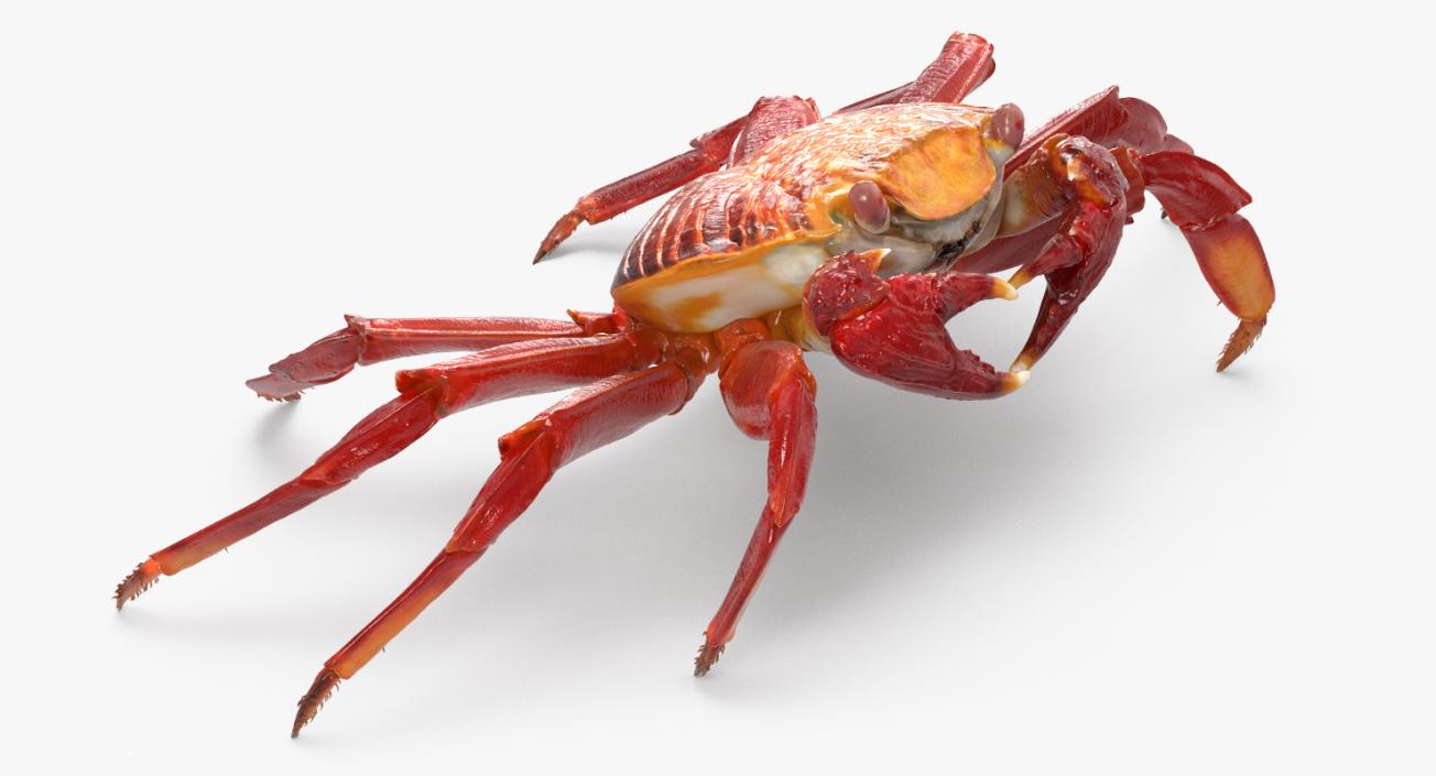 3D model Grapsus Grapsus Crab