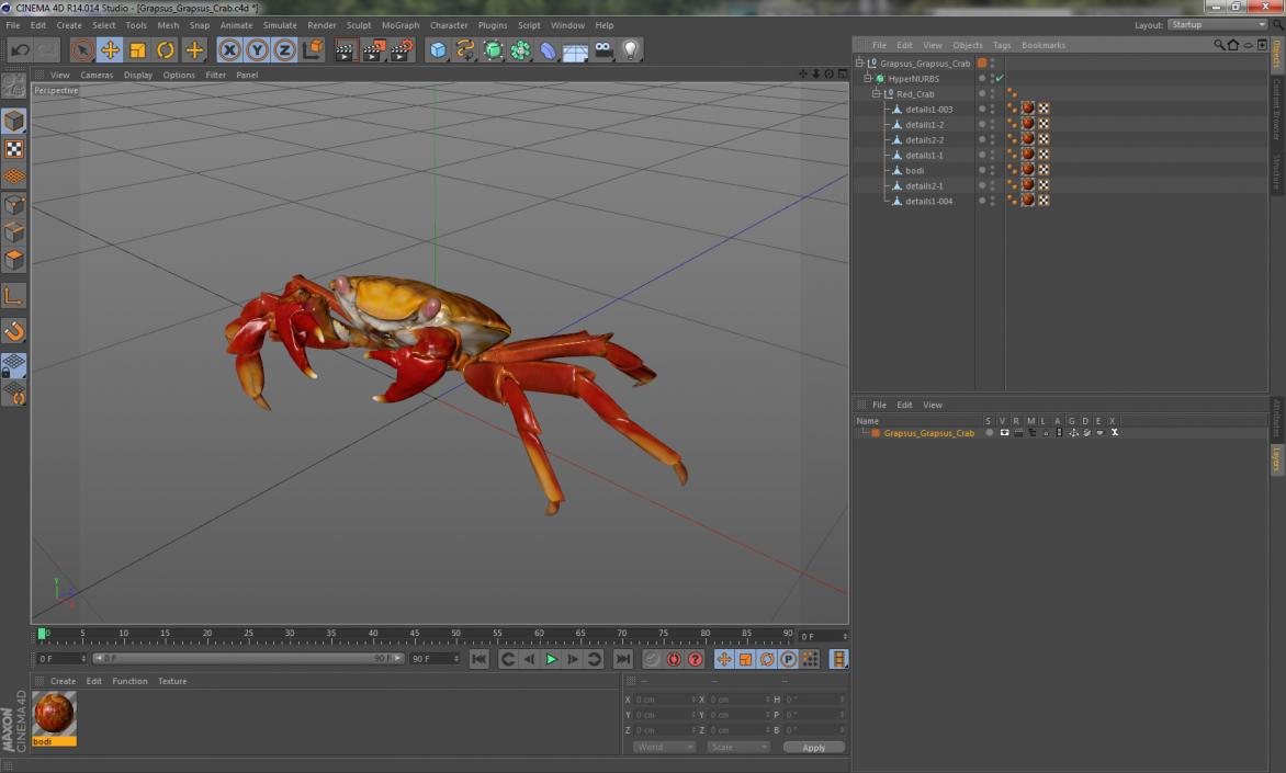 3D model Grapsus Grapsus Crab