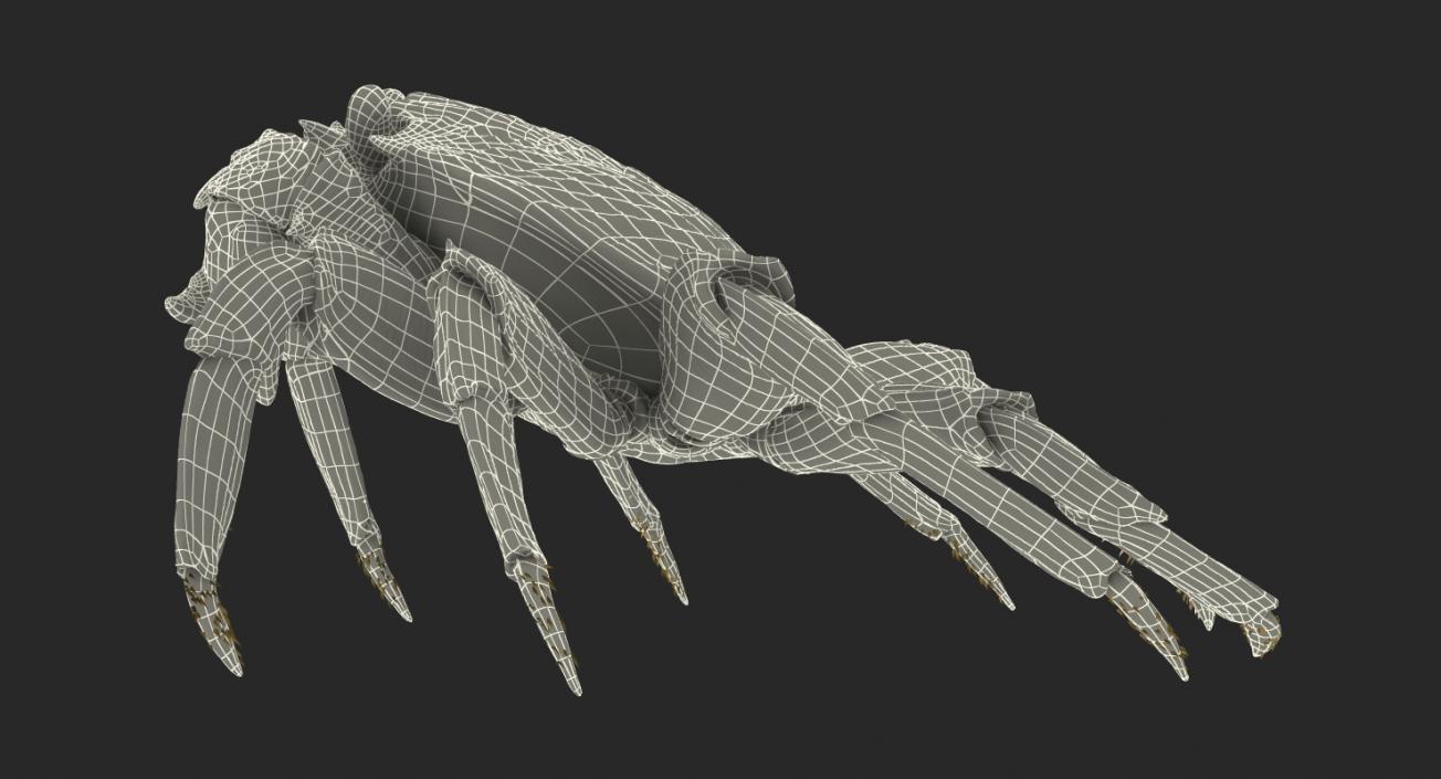 3D model Grapsus Grapsus Crab