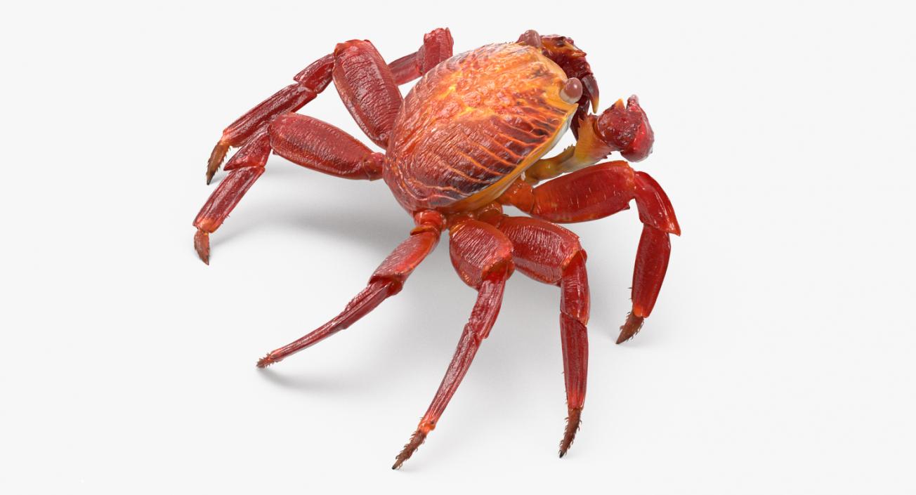 3D model Grapsus Grapsus Crab