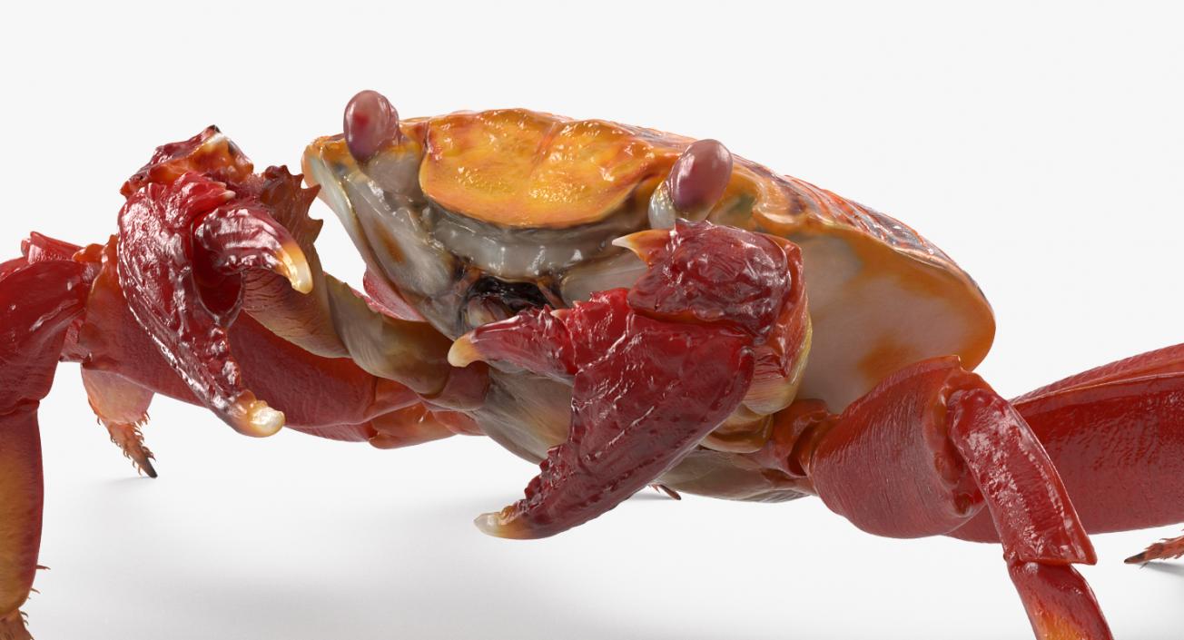 3D model Grapsus Grapsus Crab