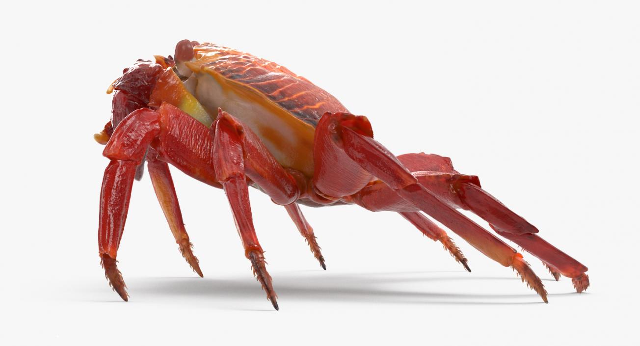 3D model Grapsus Grapsus Crab