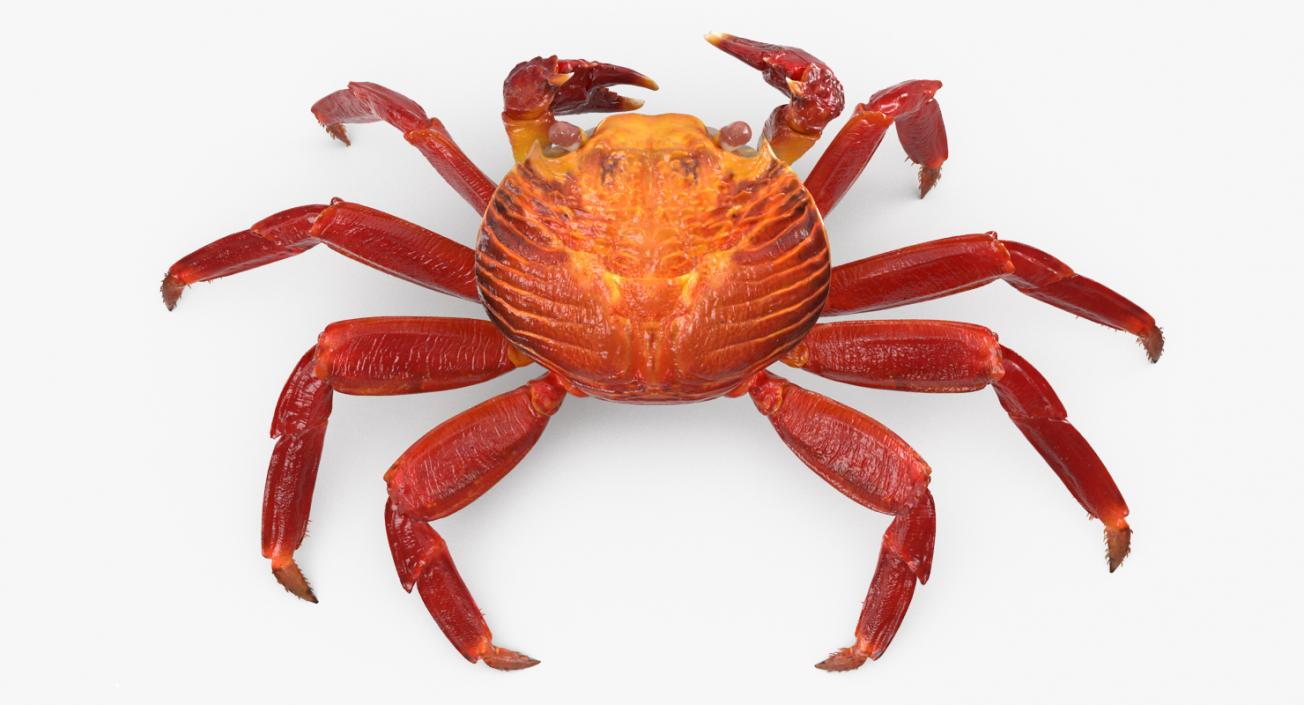 3D model Grapsus Grapsus Crab