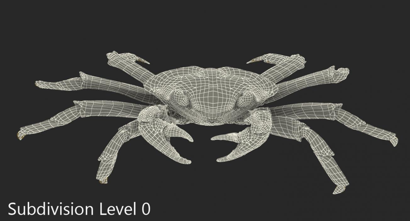 3D model Grapsus Grapsus Crab