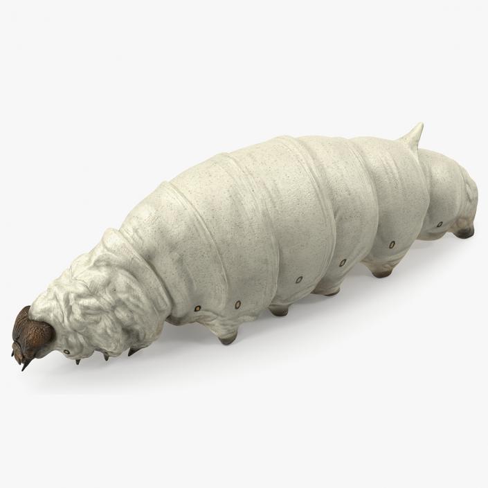 3D model Silkworm White Rigged for Modo