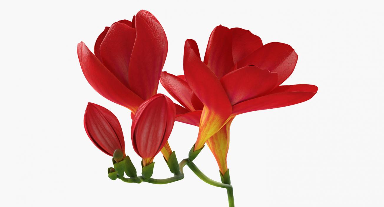 3D Red Freesia Flower model