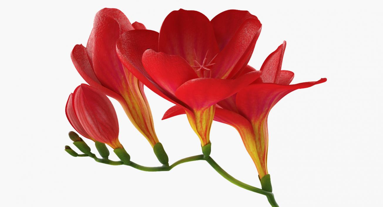 3D Red Freesia Flower model