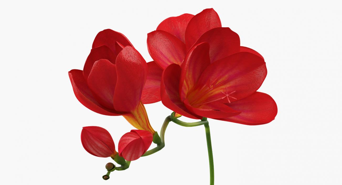 3D Red Freesia Flower model