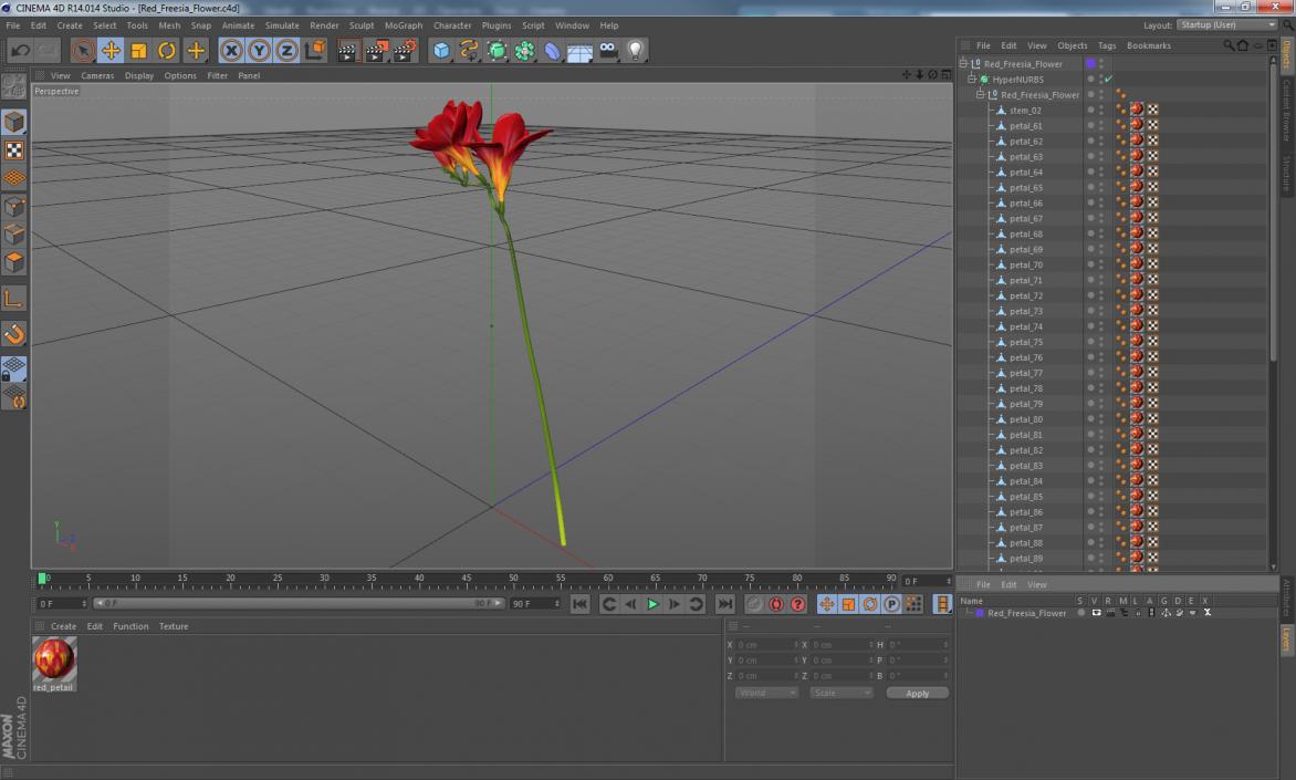 3D Red Freesia Flower model