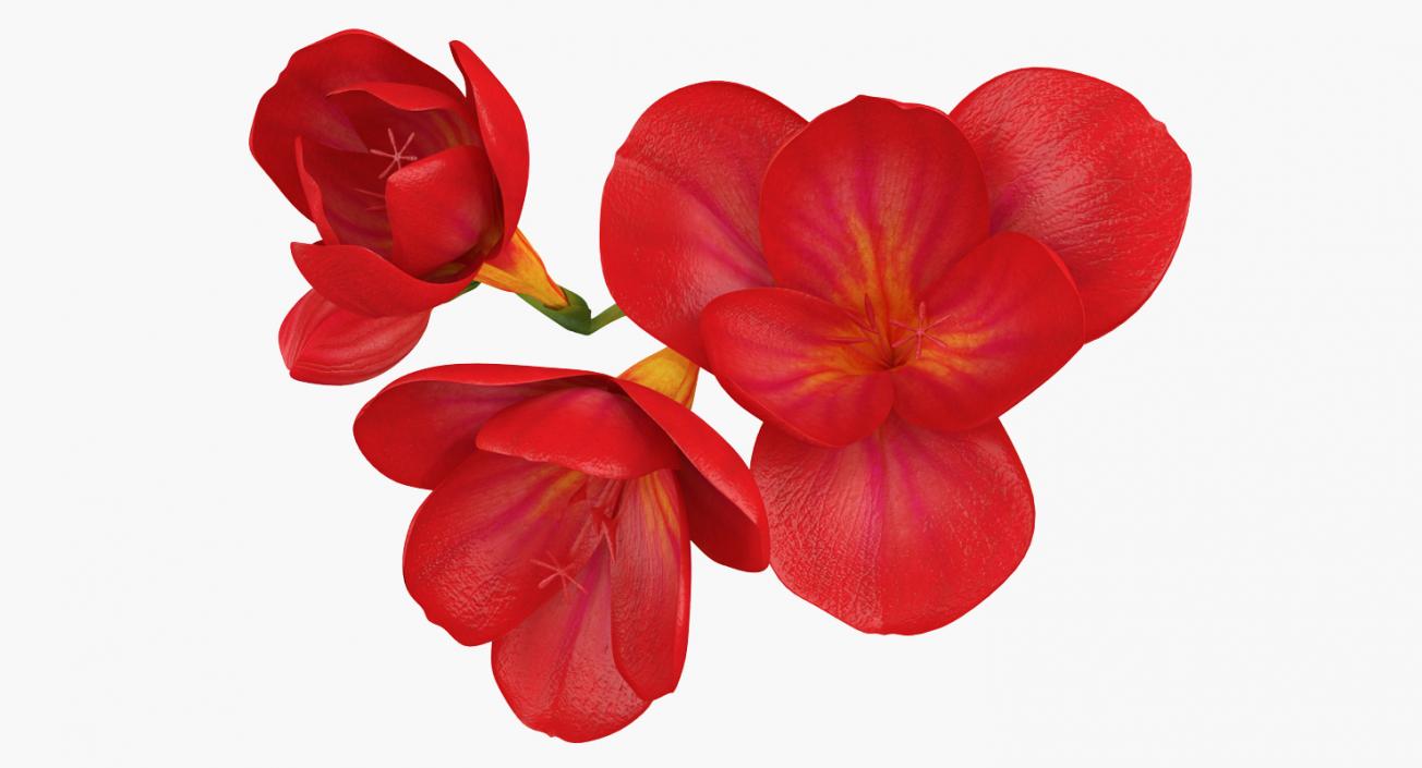 3D Red Freesia Flower model