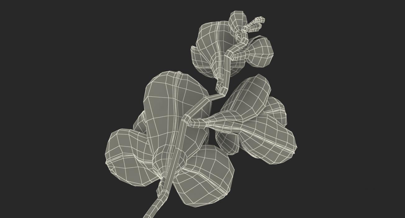 3D Red Freesia Flower model