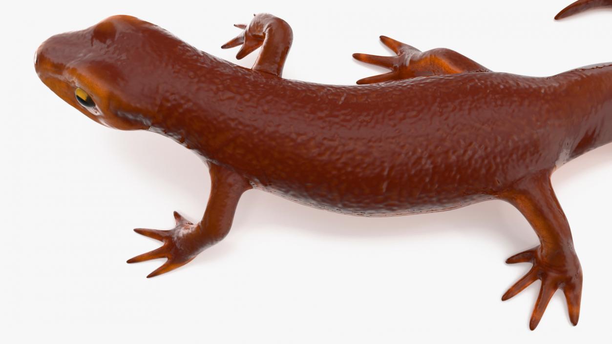 3D model Sierra Newt Crawling Pose