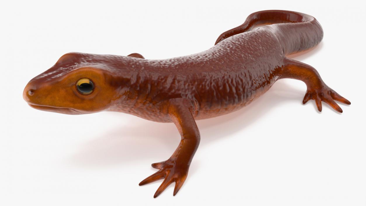 3D model Sierra Newt Crawling Pose