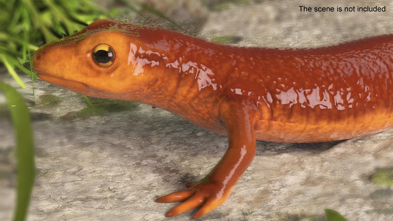 3D model Sierra Newt Crawling Pose