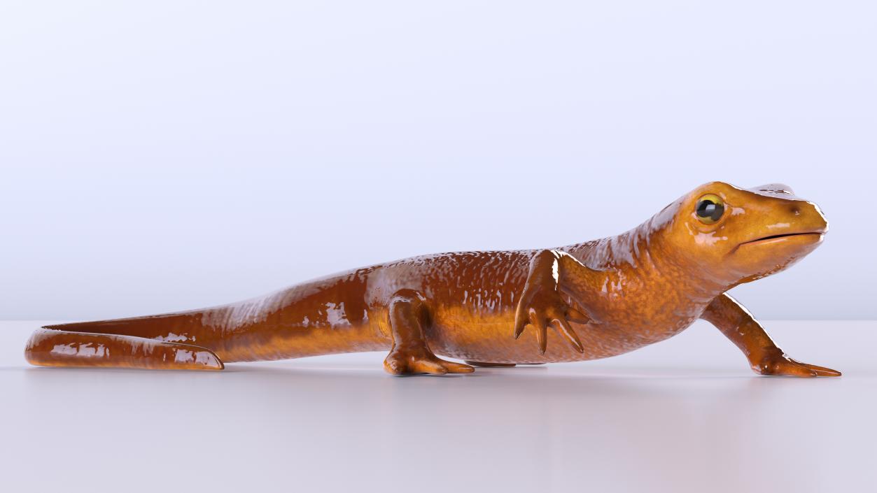 3D model Sierra Newt Crawling Pose