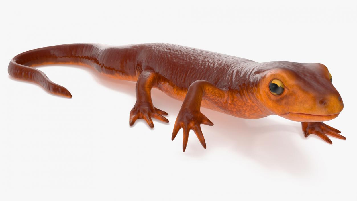 3D model Sierra Newt Crawling Pose