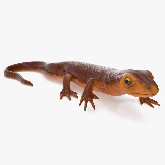 3D model Sierra Newt Crawling Pose