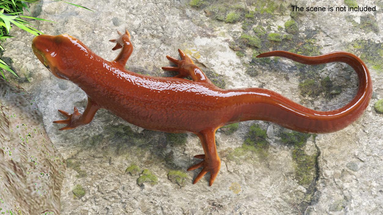 3D model Sierra Newt Crawling Pose