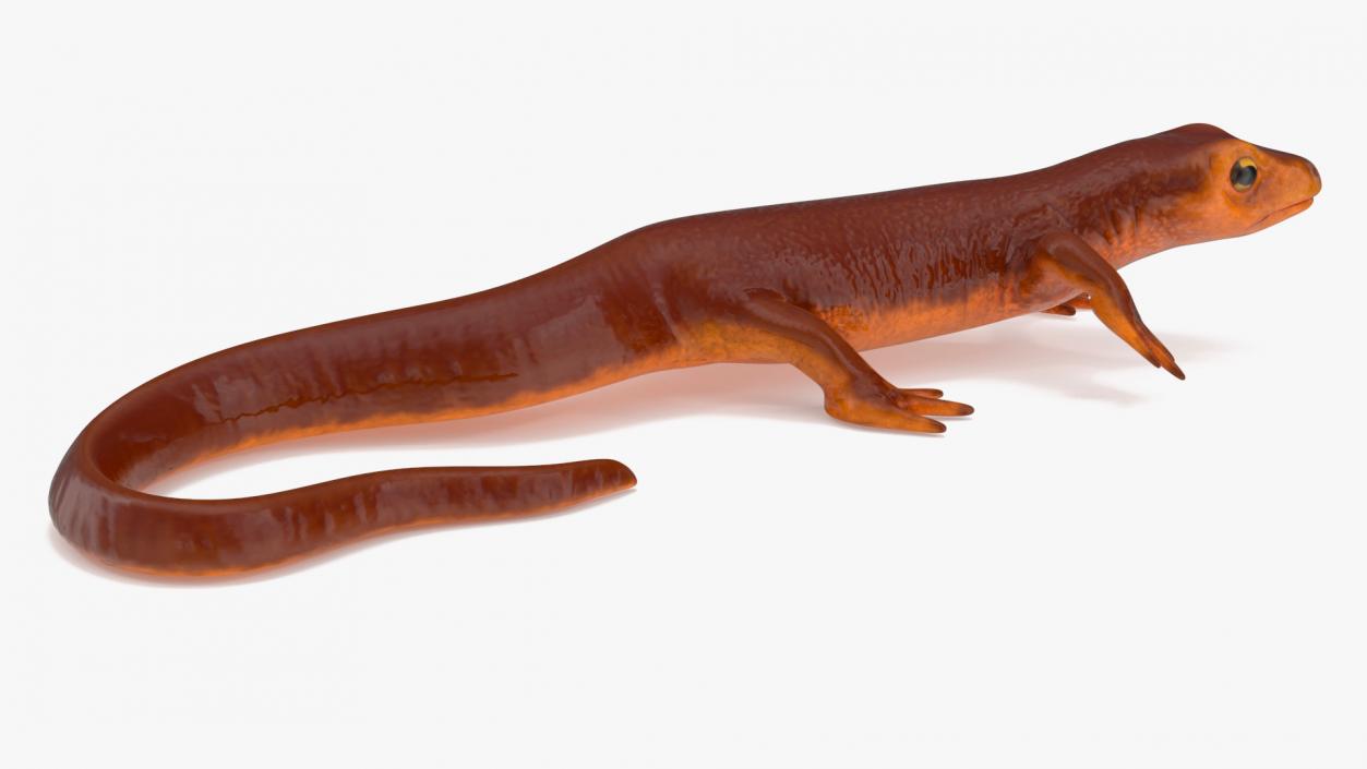 3D model Sierra Newt Crawling Pose