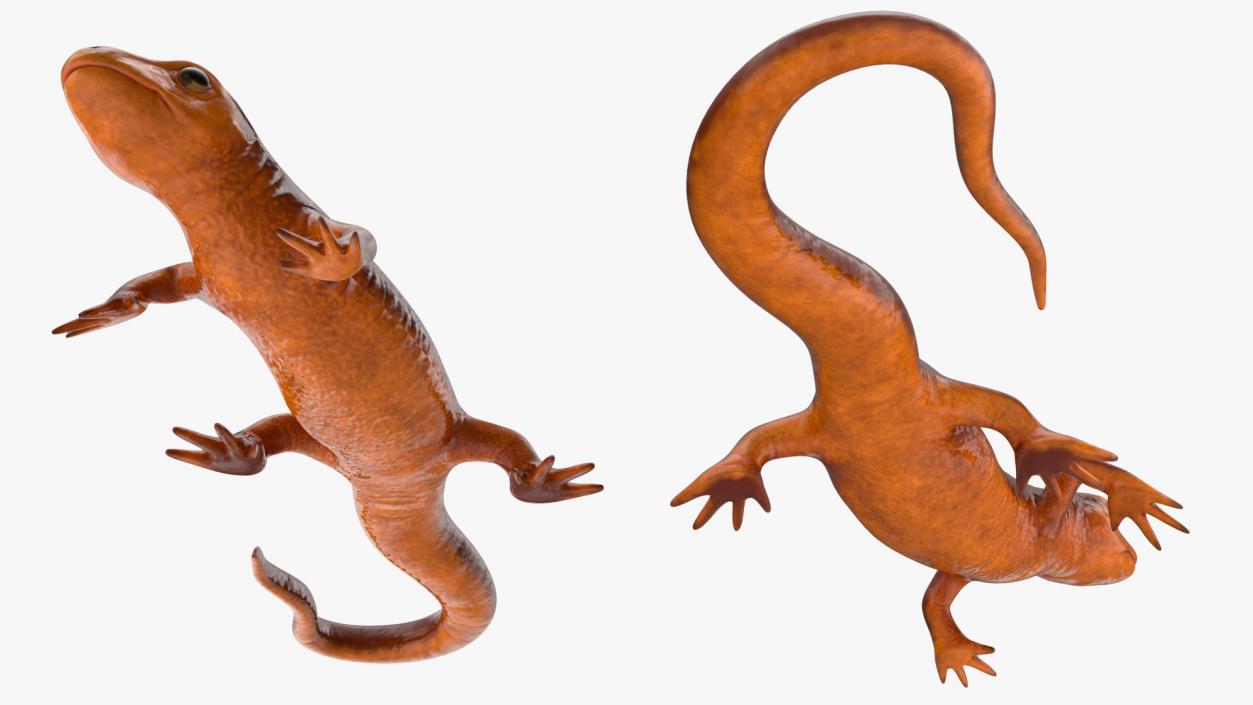 3D model Sierra Newt Crawling Pose