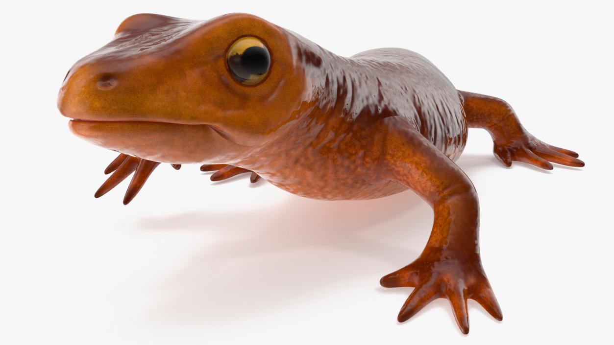 3D model Sierra Newt Crawling Pose