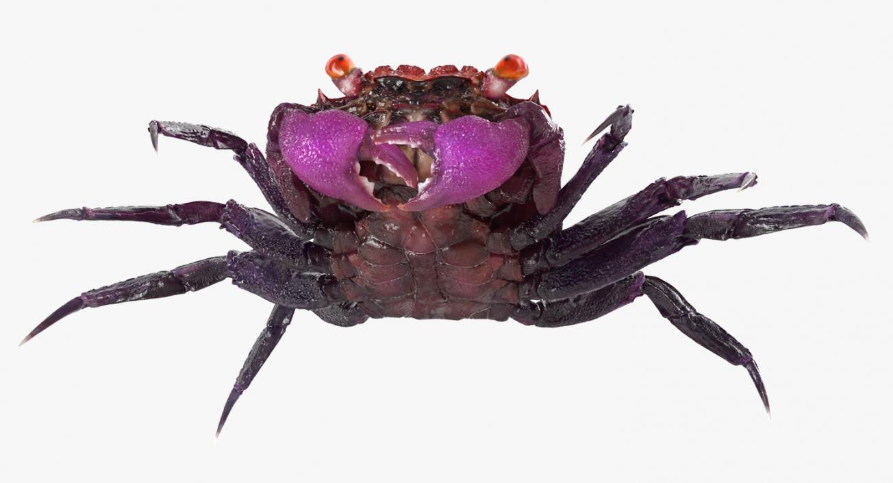 3D model Purple Vampire Crab Geosesarma