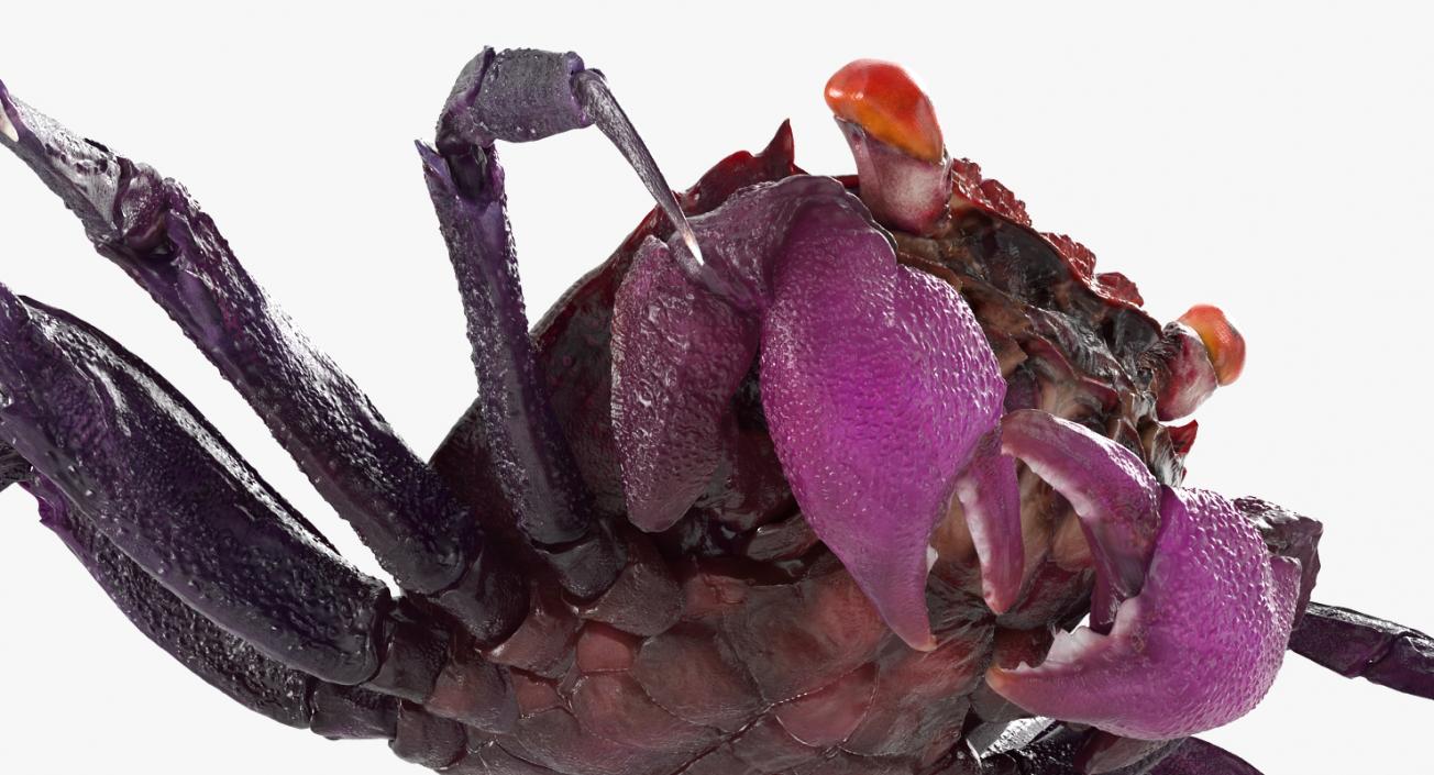 3D model Purple Vampire Crab Geosesarma