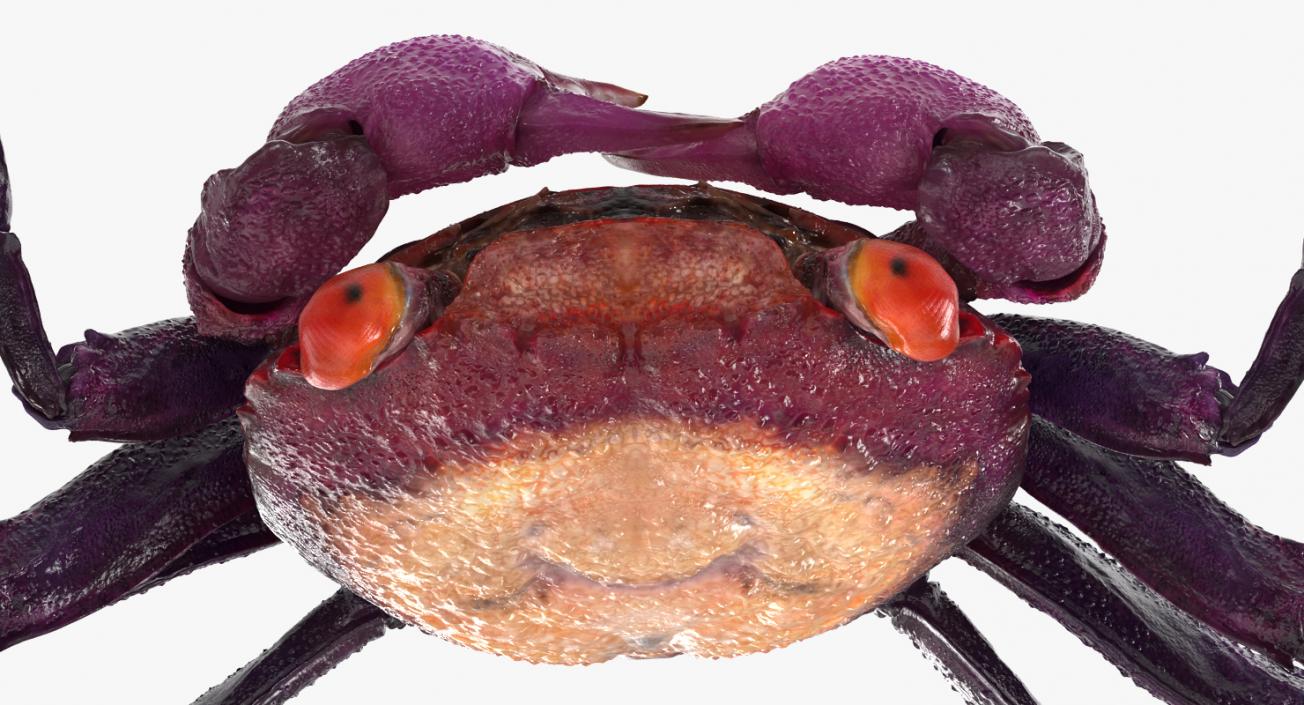 3D model Purple Vampire Crab Geosesarma