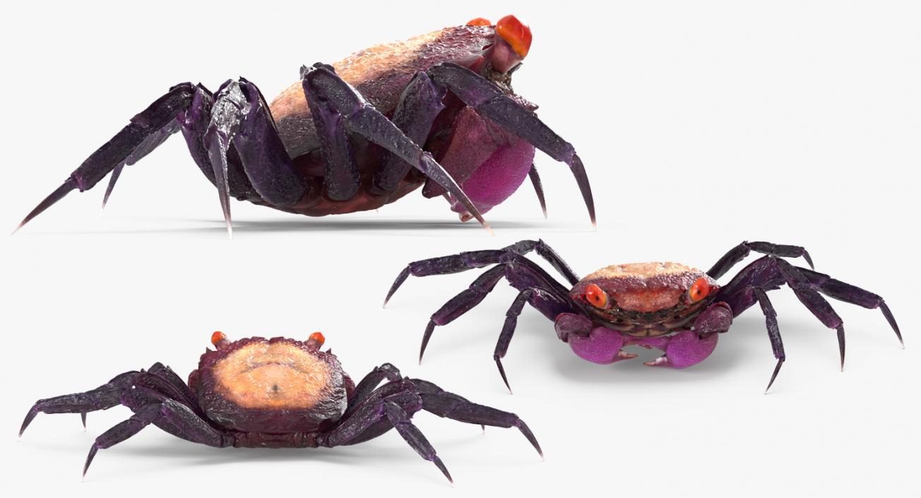 3D model Purple Vampire Crab Geosesarma