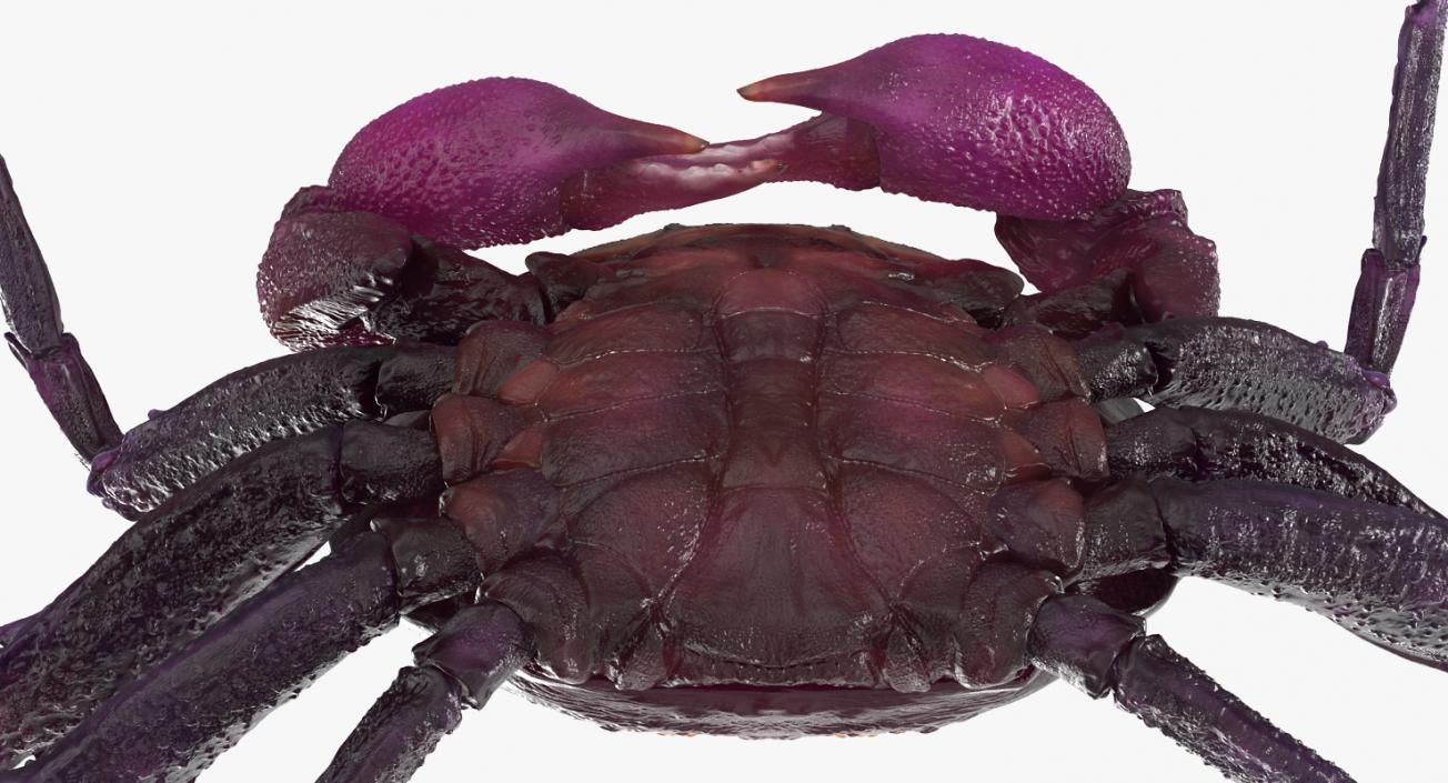 3D model Purple Vampire Crab Geosesarma