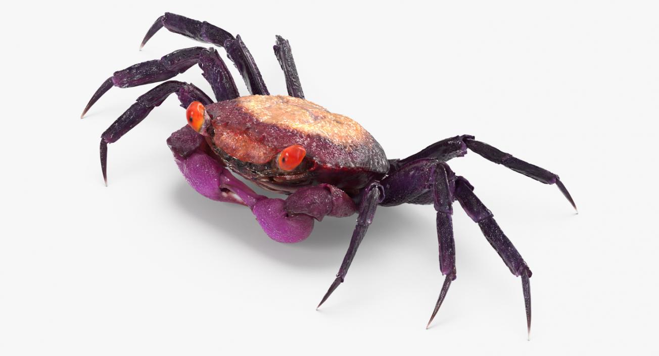 3D model Purple Vampire Crab Geosesarma