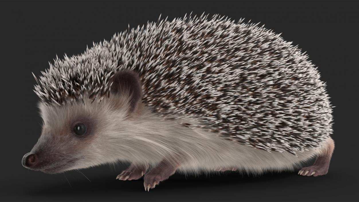 3D model Hedgehog White Fur Rigged